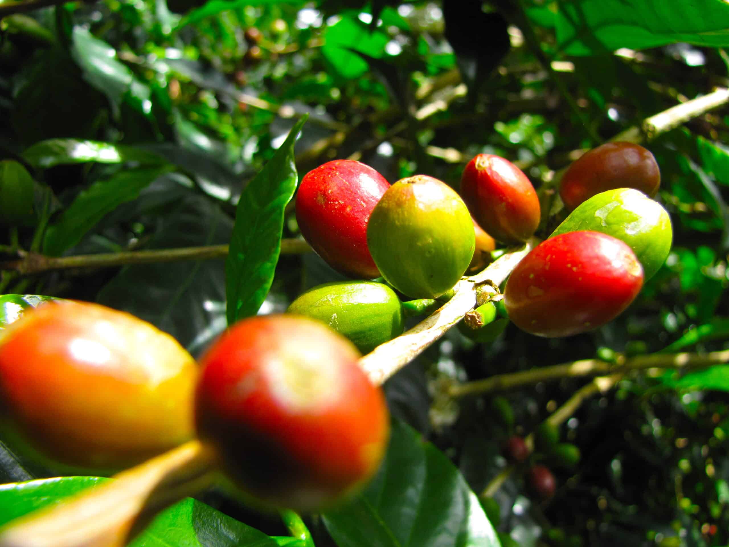 Colombian coffee beans - Phoenix Travel Group