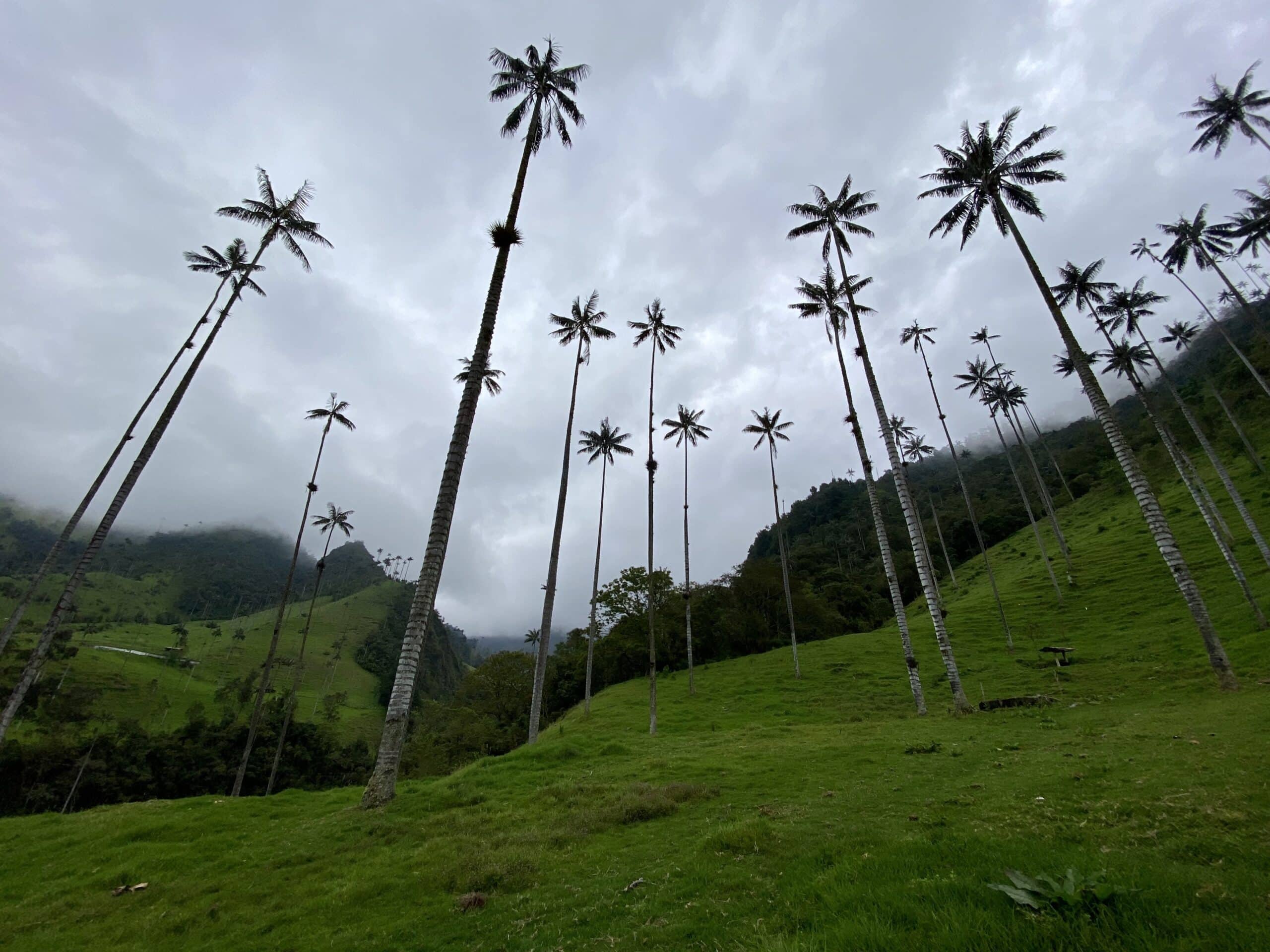 Cocora Valley Colombia - Phoenix Travel Group