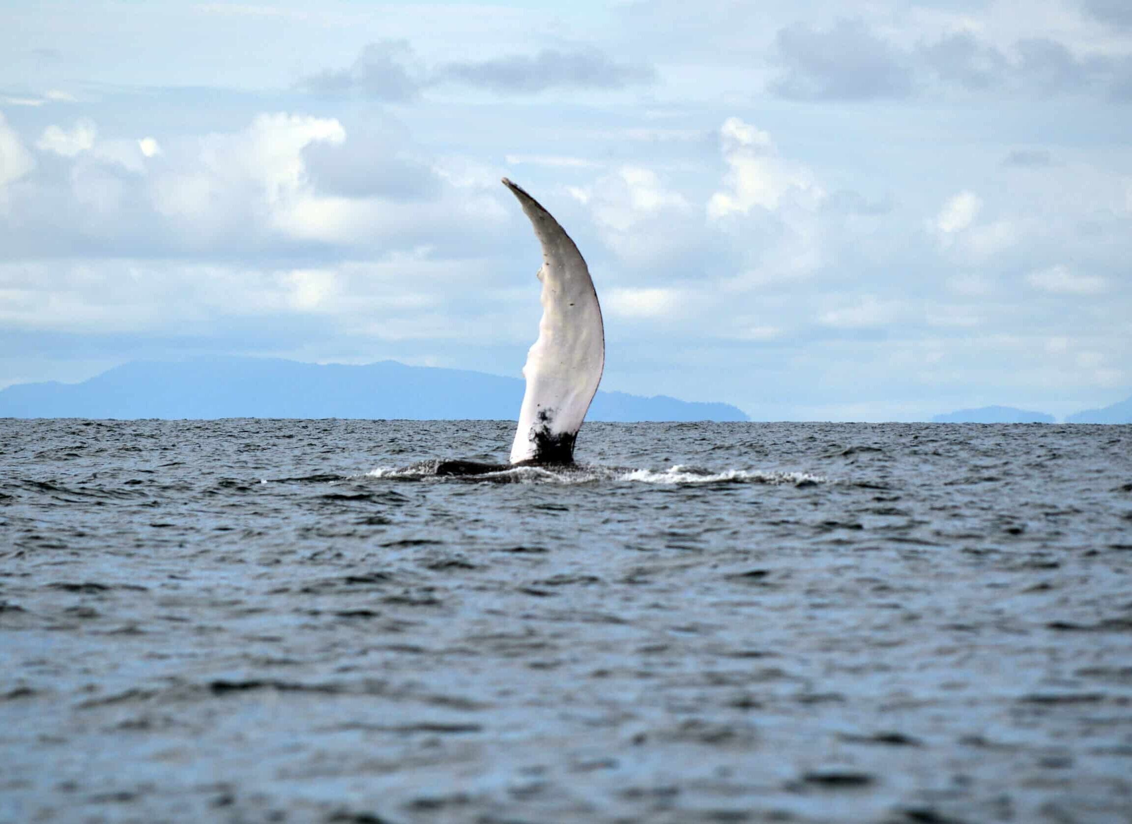 Whale watching in the pacific - Phoenix Travel Group