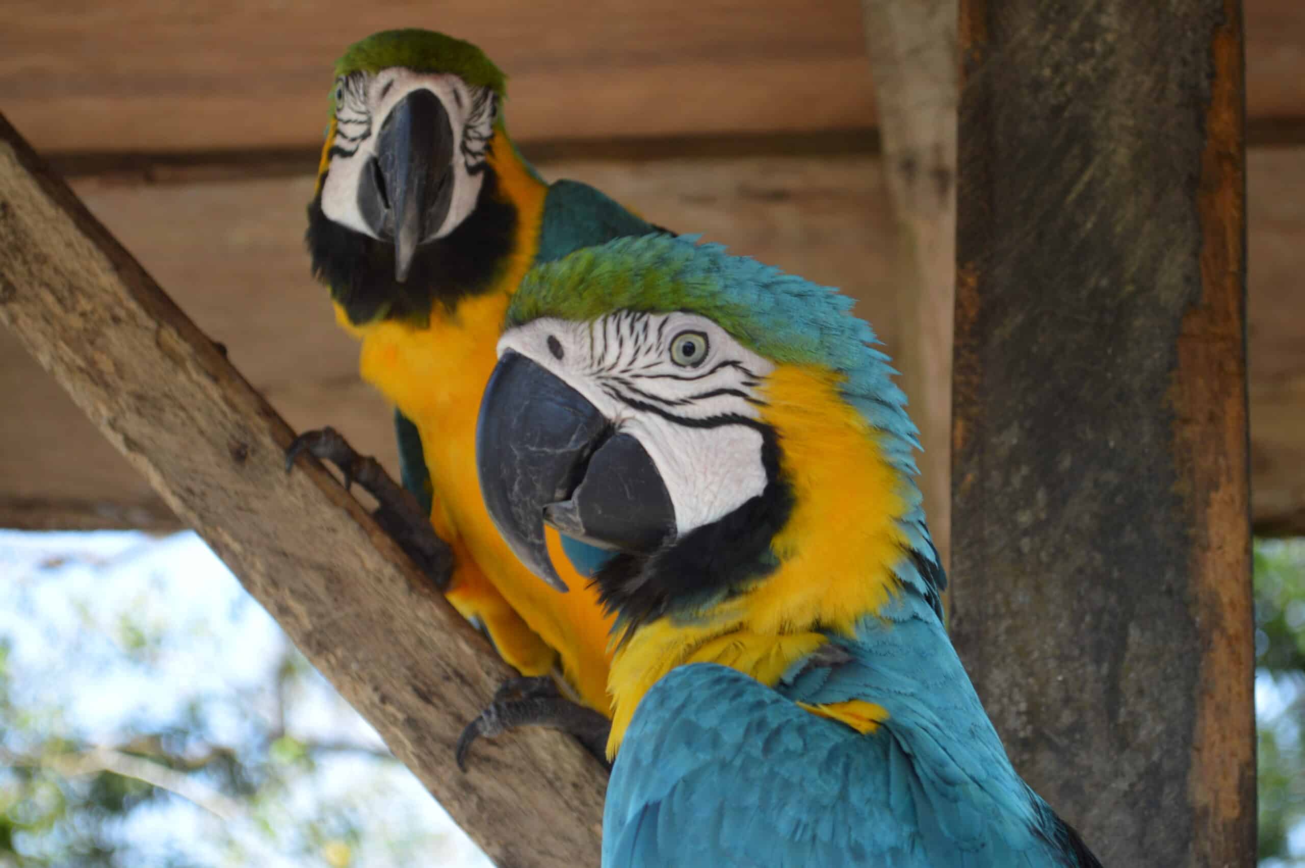 Parrot in the Amazon - Phoenix Travel Group