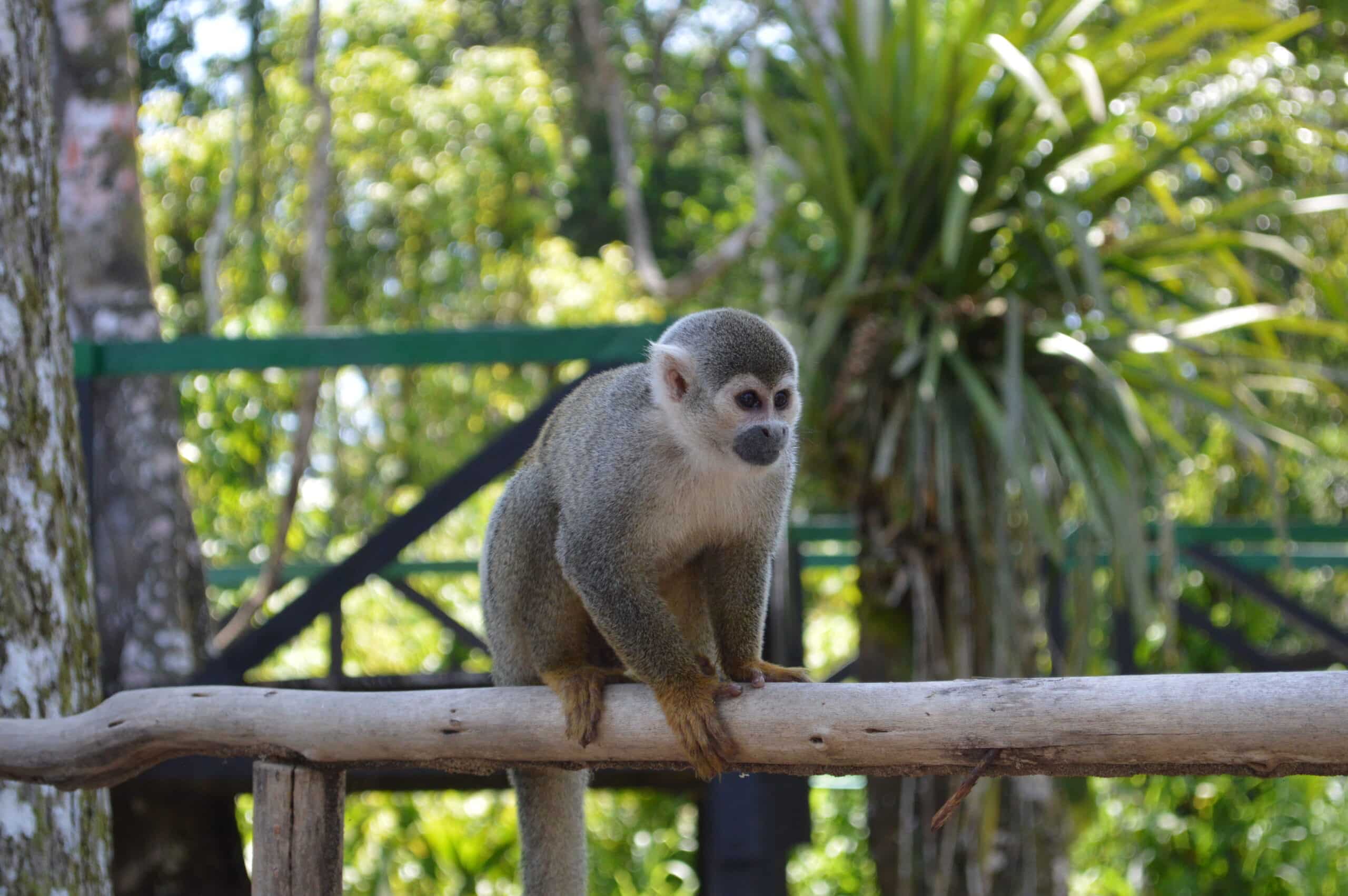 Monkey in the Amazon - Phoenix Travel Group