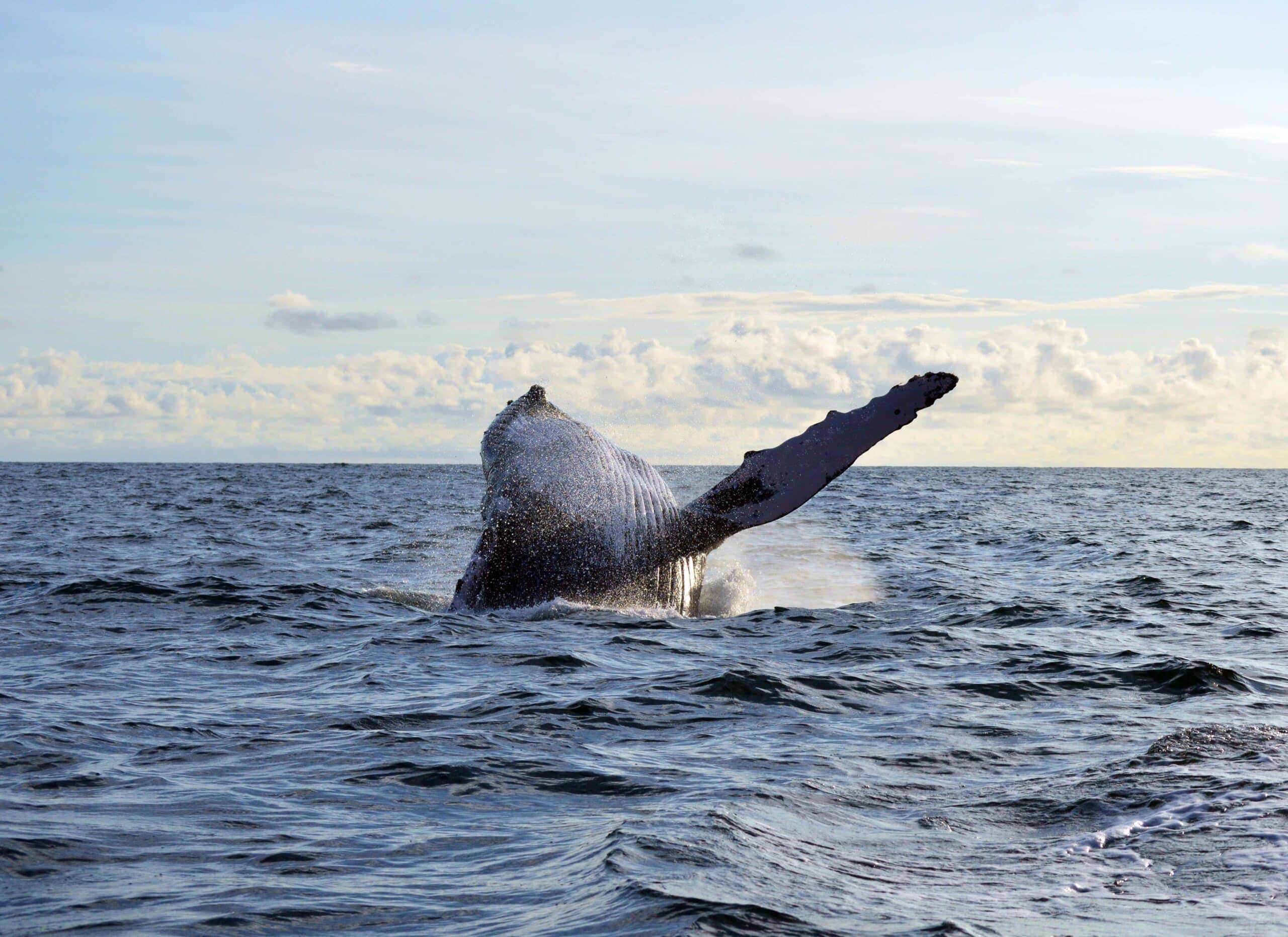 Whale watching in the pacific - Phoenix Travel Group