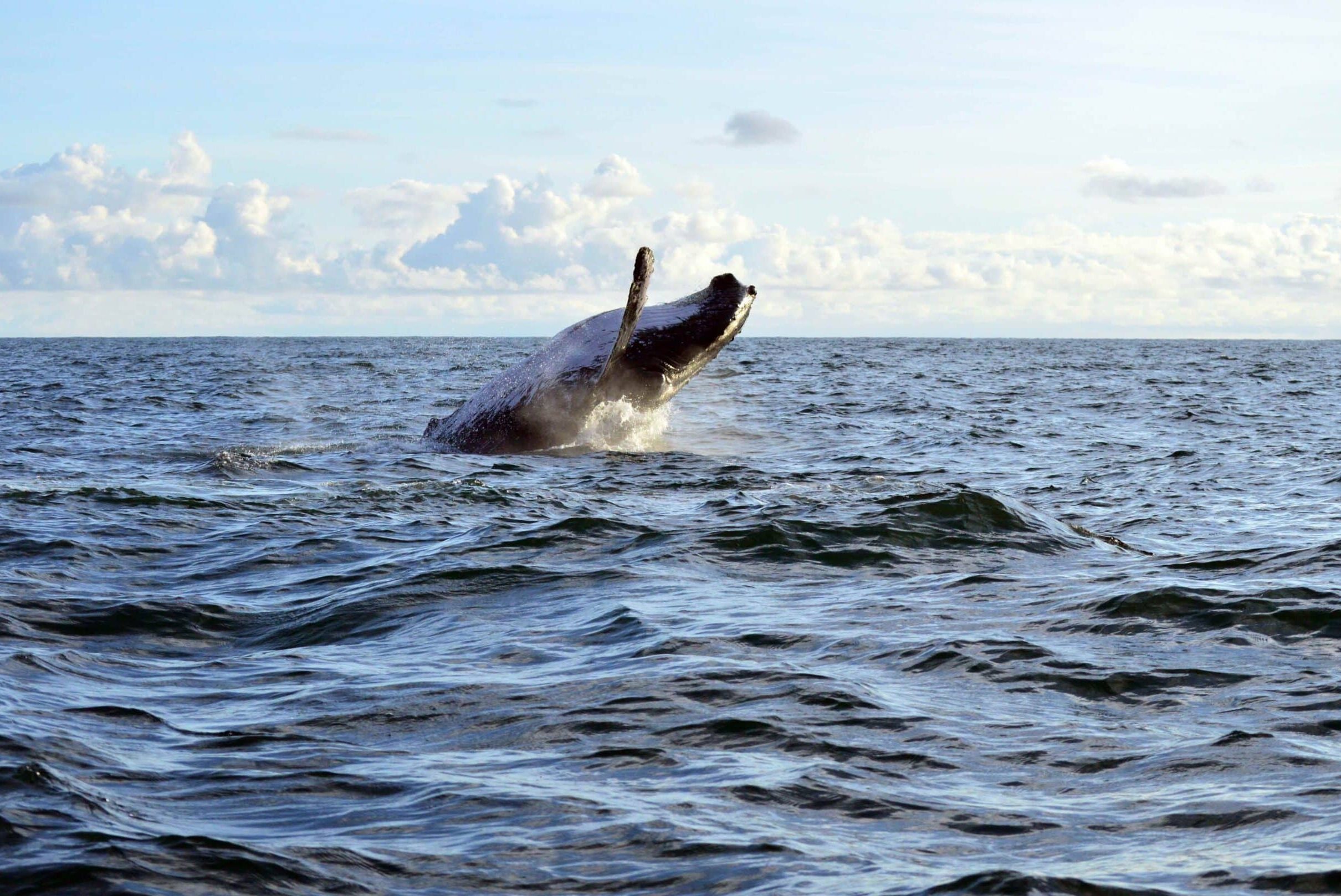 Whale in the Colombian Pacific - Phoenix Travel Group